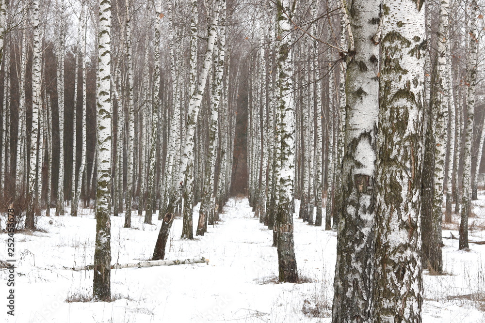 Black and white birch trees with birch bark in birch forest among other birches in winter Black and white birch trees with birch bark in birch forest among other birches in winter