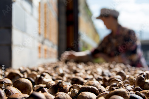 Chinese woman selling Chestnuts, Shaxi town, Yunnan, China. photo