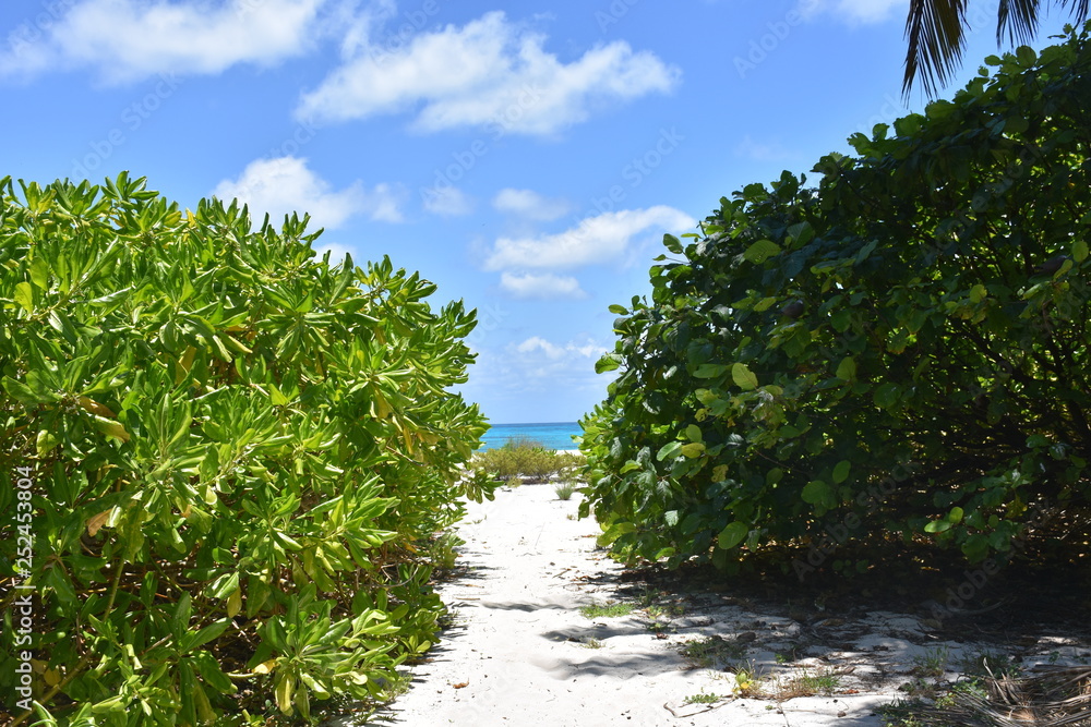 Obraz premium Bird Island - Seychellen