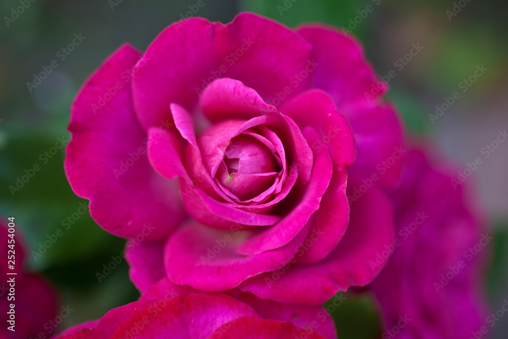Beautiful pink rose in the garden, in the style of vintage roses. Rose Leonardo da Vinci, Meilland, 1993 Beautiful pink rose in the garden, in the style of vintage roses. Rose Leonardo da Vinci, Meilland, 1993