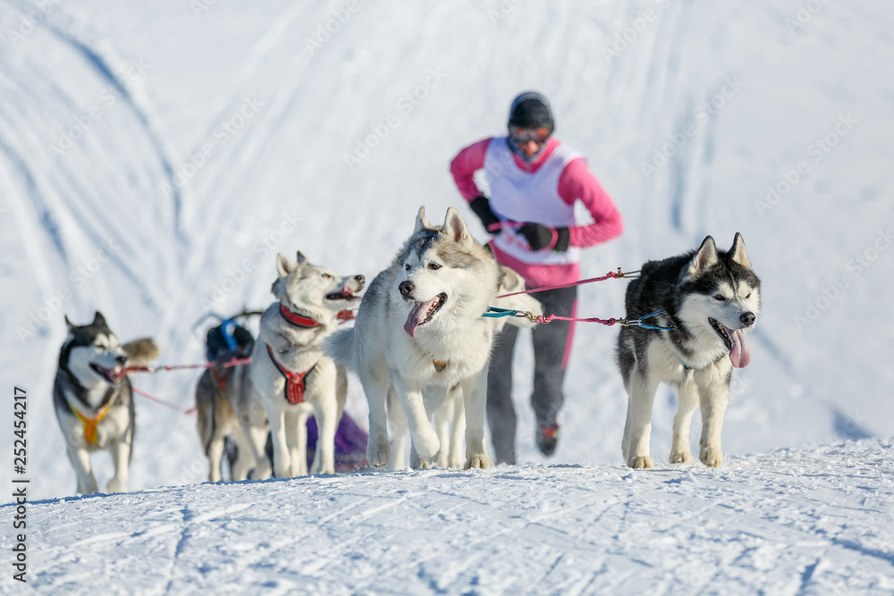 Musher runs for a sled, driven by Husky dogs Musher runs for a sled, driven by Husky dogs