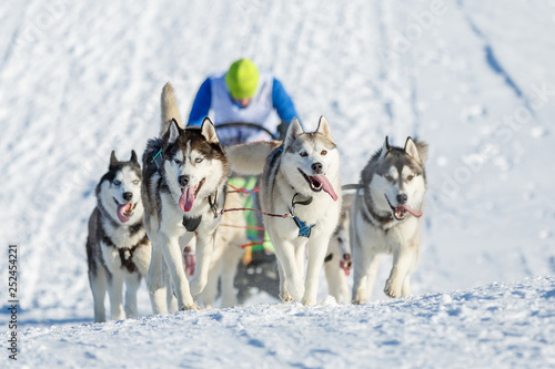 Photography Beautiful husky dogs pulling a sleigh on a snowy road in winter
