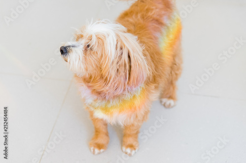 rainbow dog