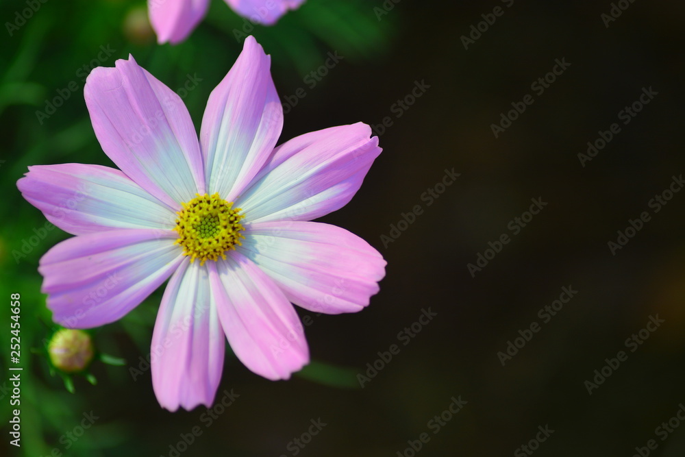 blooming flower in closeup for background blooming flower in closeup for background