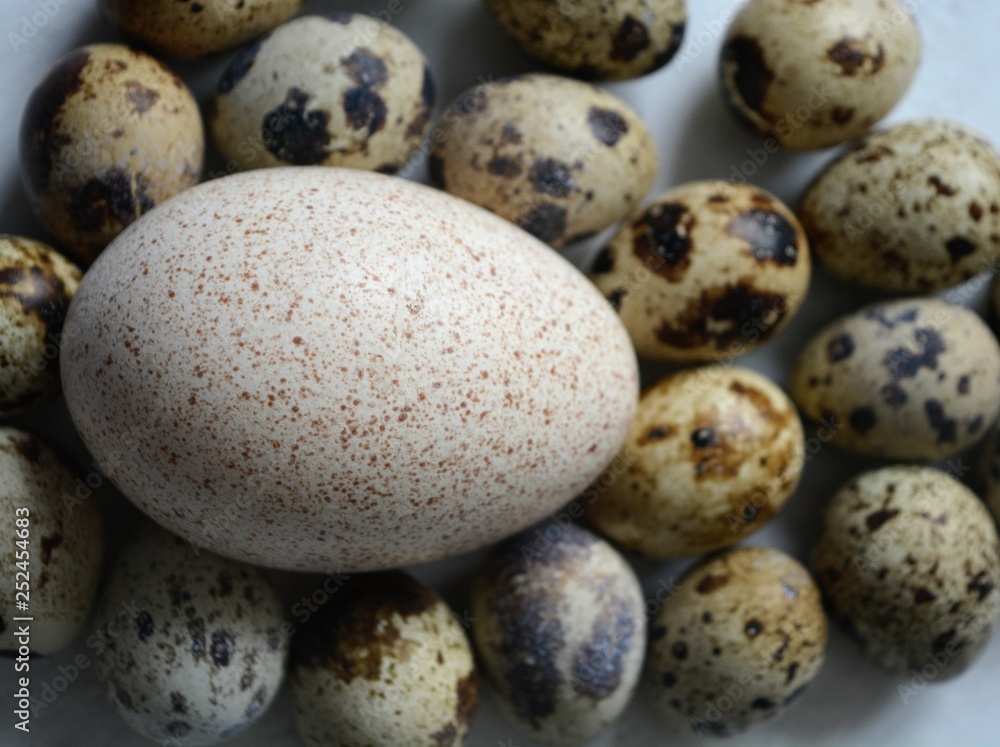 Obraz premium Turkey and quail eggs texture background