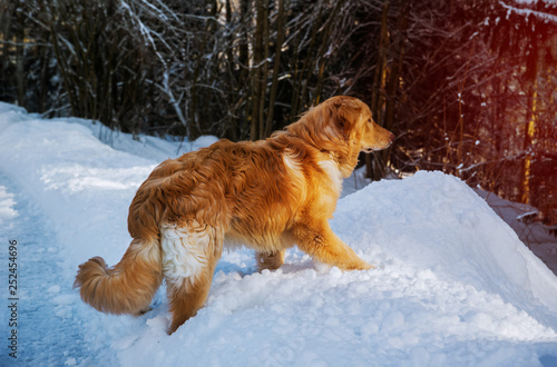A beautiful running golden retriever dog in beautiful winter landscape