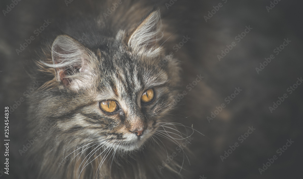 Norwegian forest cat with beautiful eyes.  Beautiful cat portrait with blur background