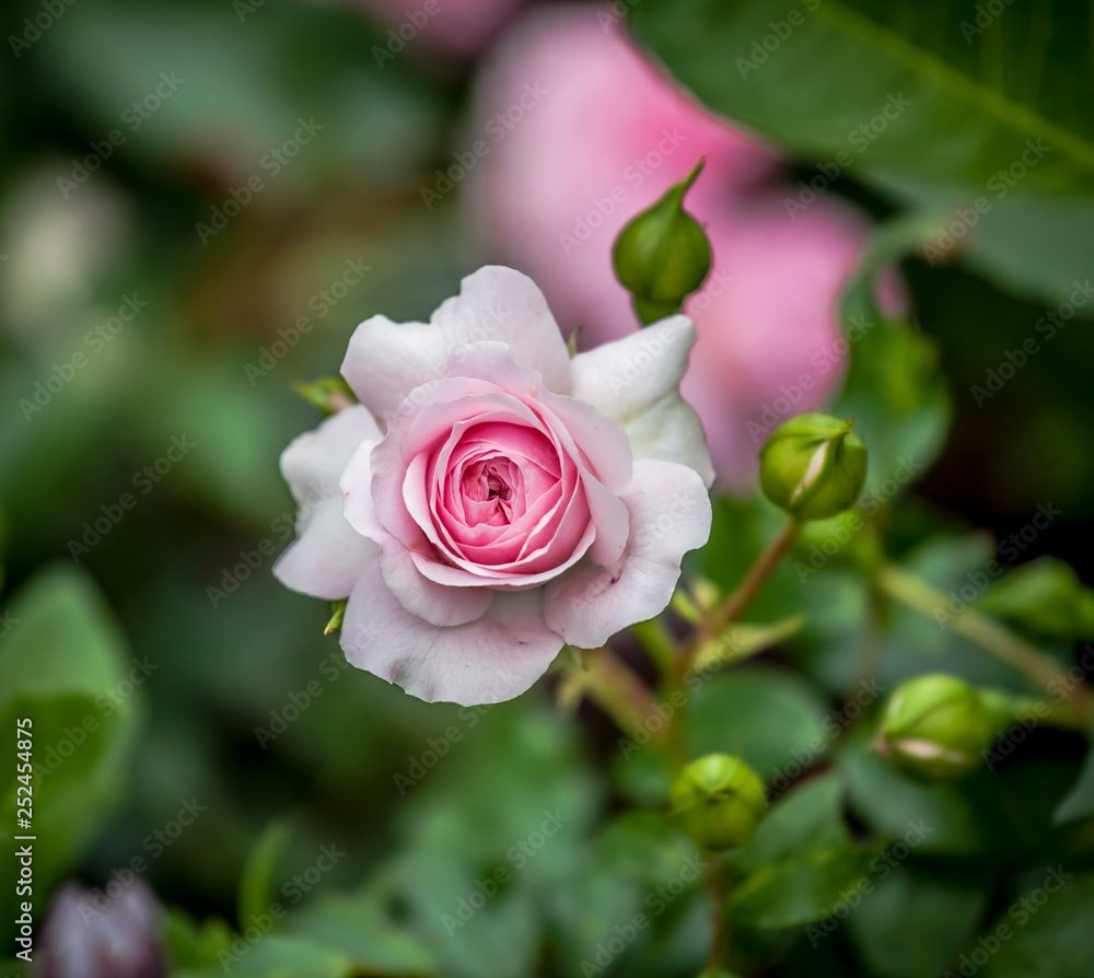 Beautiful pink rose in the garden, in the style of vintage roses. Rose Larissa, Kordes Beautiful pink rose in the garden, in the style of vintage roses. Rose Larissa, Kordes