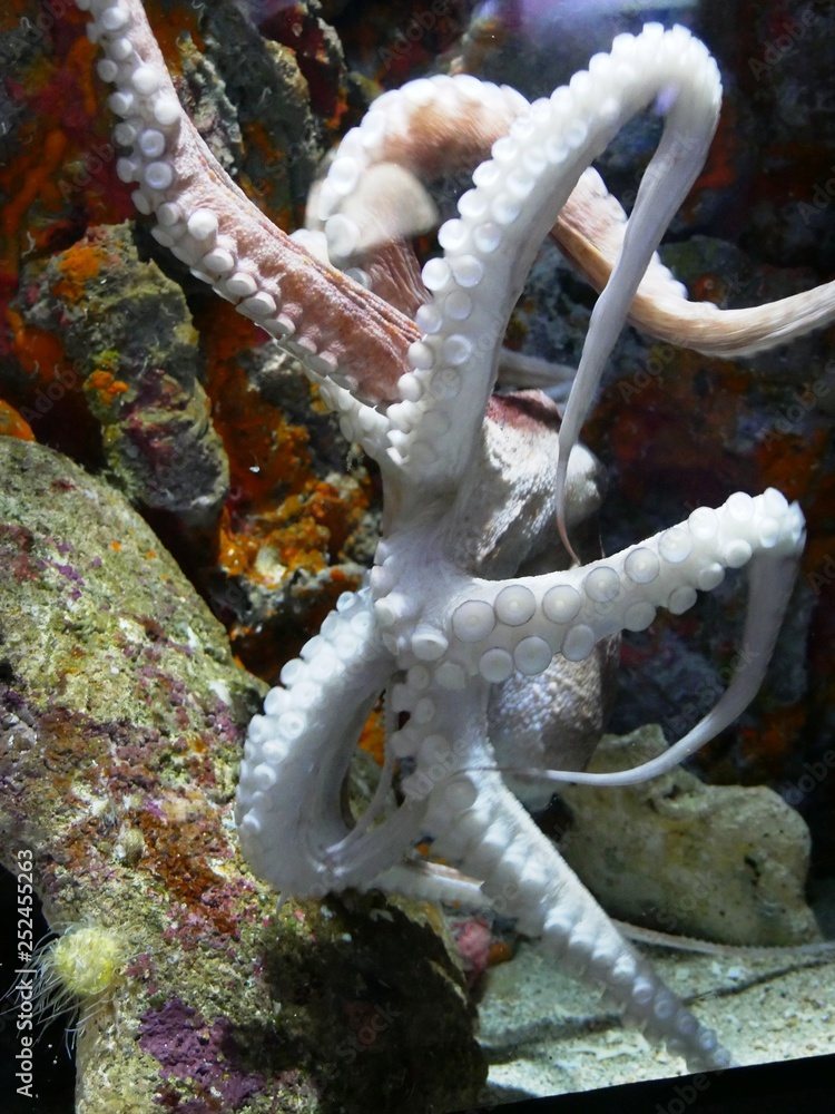 Φωτογραφία Tentacules de poulpe à l'aquarium de Gosier en Guadeloupe. France