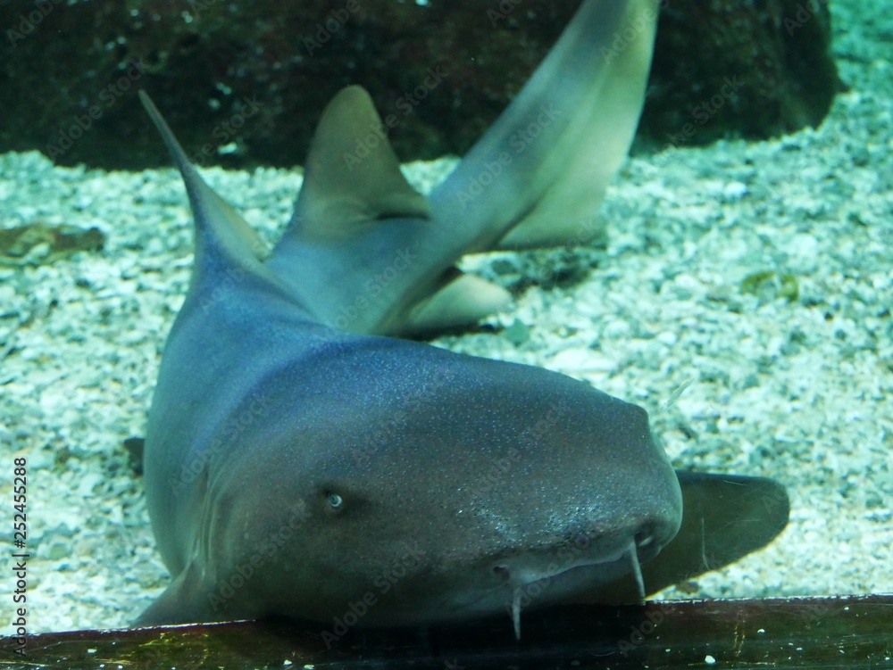 Fototapeta premium Requin nourrice à l'aquarium de Gosier en Guadeloupe. Mère et bébé