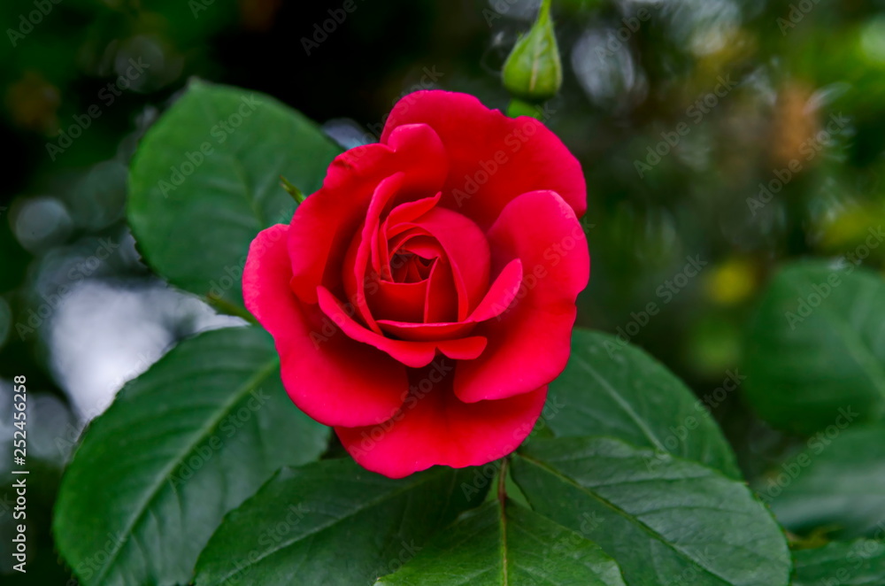 Fresh red bloom rose flower in the garden, district Drujba, Sofia, Bulgaria Fresh red bloom rose flower in the garden, district Drujba, Sofia, Bulgaria