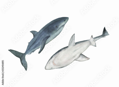 WAtercolor painting set of shark © ramiia