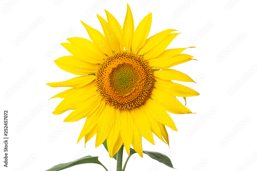 Obraz premium sunflower closeup on white background