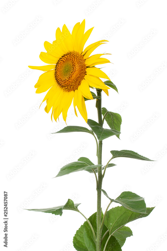 Fototapeta premium sunflower closeup on white background