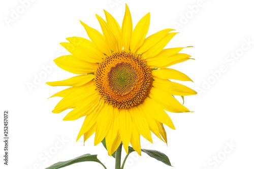sunflower closeup on white background