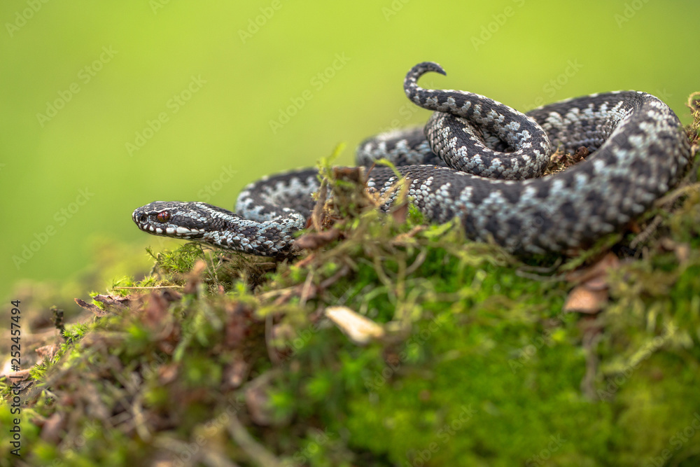 Fototapeta premium European viper Vipera berus in Czech Republic