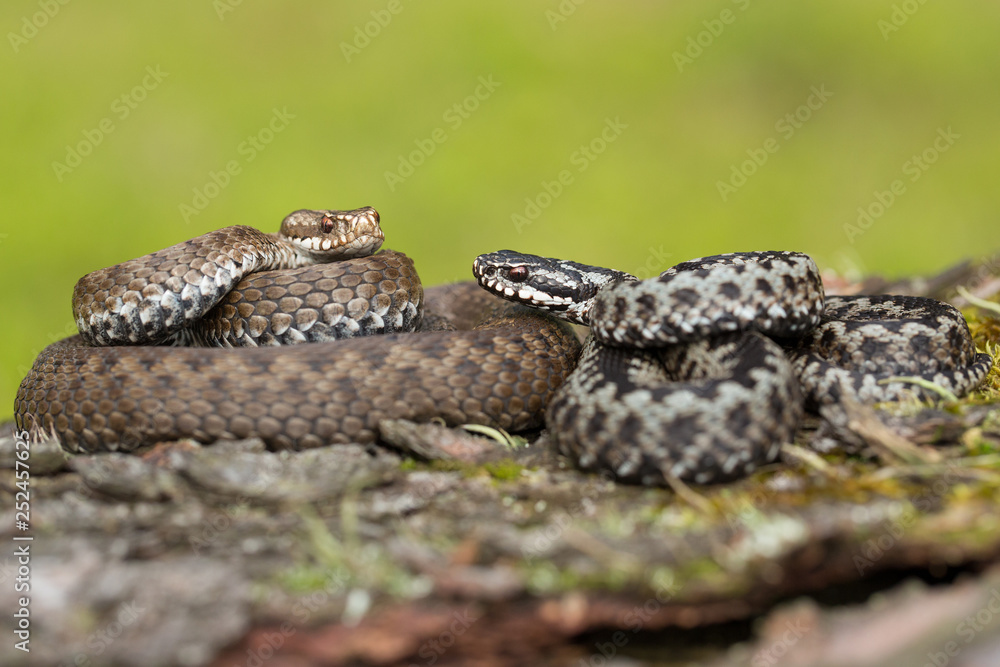 Pair of European viper Vipera berus in Czech Republic, female and male together Pair of European viper Vipera berus in Czech Republic, female and male together