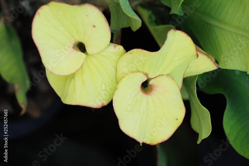 Euphorbia milli crown of thorns in nature
