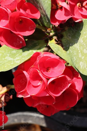 Euphorbia milli crown of thorns in nature