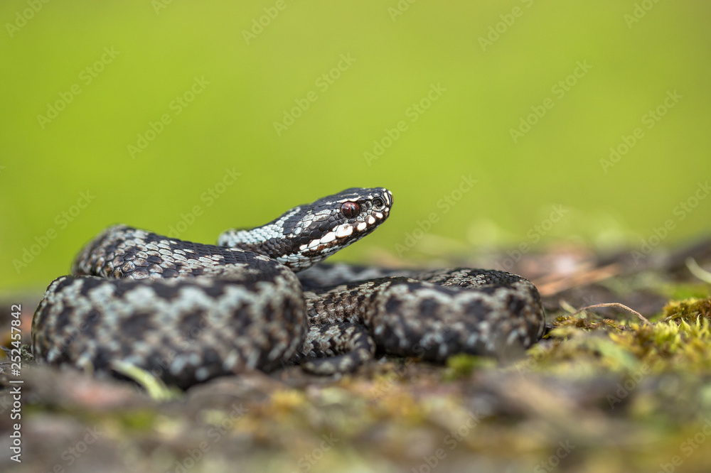 Fototapeta premium European viper Vipera berus in Czech Republic