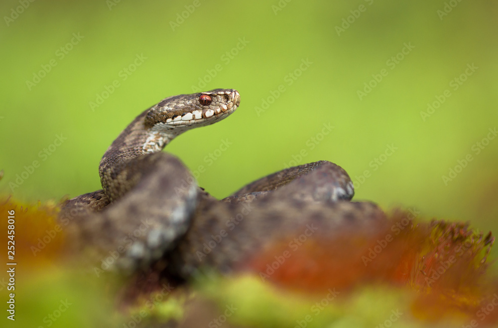 European viper Vipera berus in Czech Republic European viper Vipera berus in Czech Republic