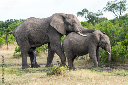 A bull elephant mating with its mate in the bushes inside Masai Mara National Reserve during a wildlife safari