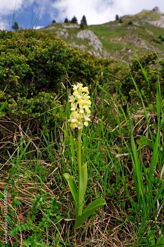 Holunder-Knabenkraut (Dactylorhiza sambucina) - Elder-flowered Orchid photo