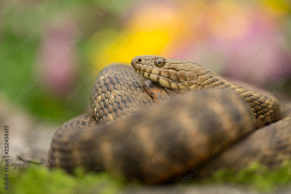 Dice snake Natrix tessellata in Czech Republic Dice snake Natrix tessellata in Czech Republic