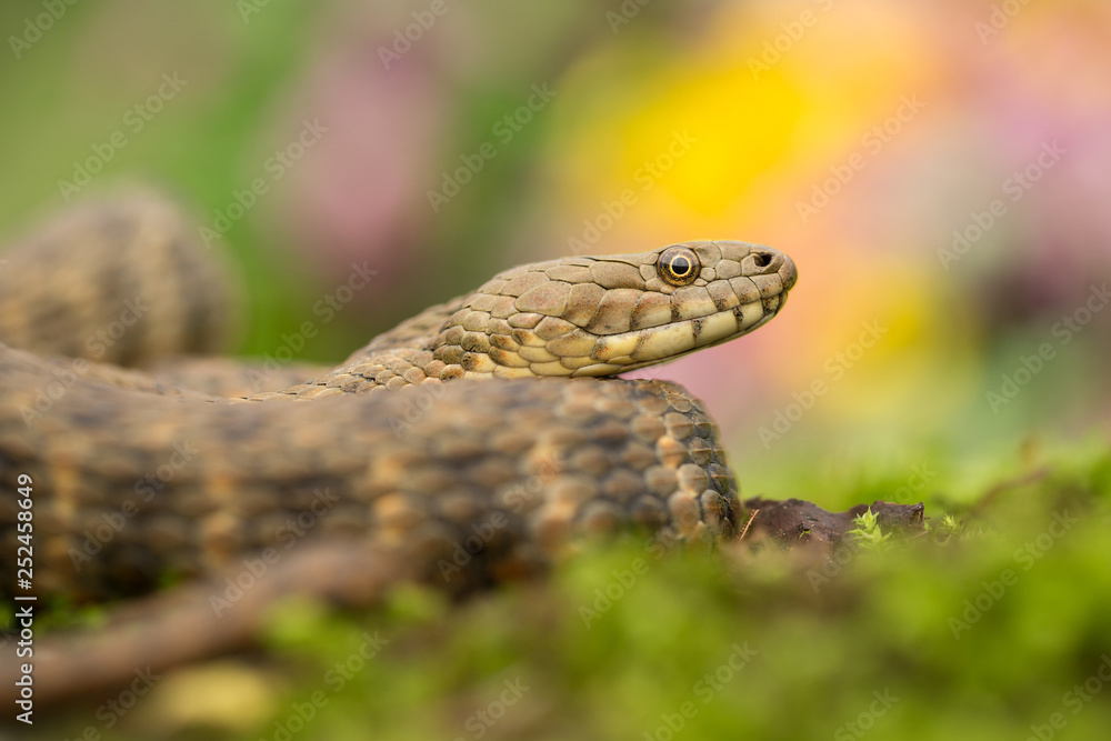 Dice snake Natrix tessellata in Czech Republic Dice snake Natrix tessellata in Czech Republic
