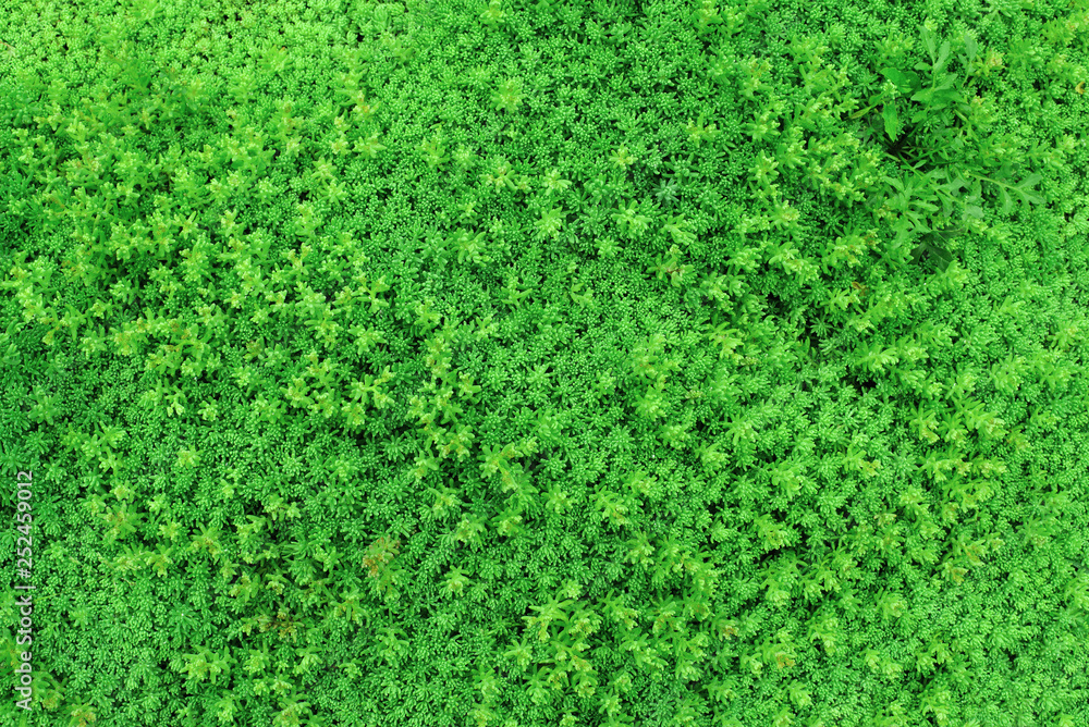 Texture from green plants with small leaves for the background Texture from green plants with small leaves for the background