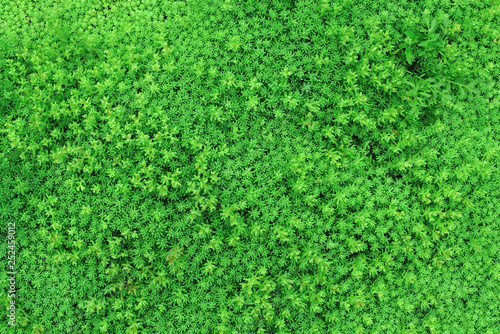Texture from green plants with small leaves for the background