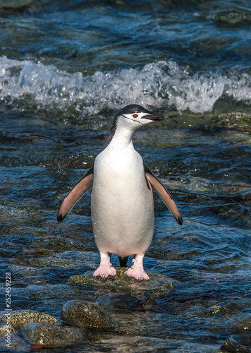 chinstrap penguinin Antarctica