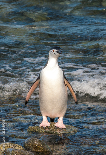 chinstrap penguinin Antarctica