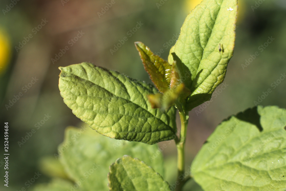 Beautiful April sprout of a tree. Green leaf in the spring. Nature background for design Beautiful April sprout of a tree. Green leaf in the spring. Nature background for design