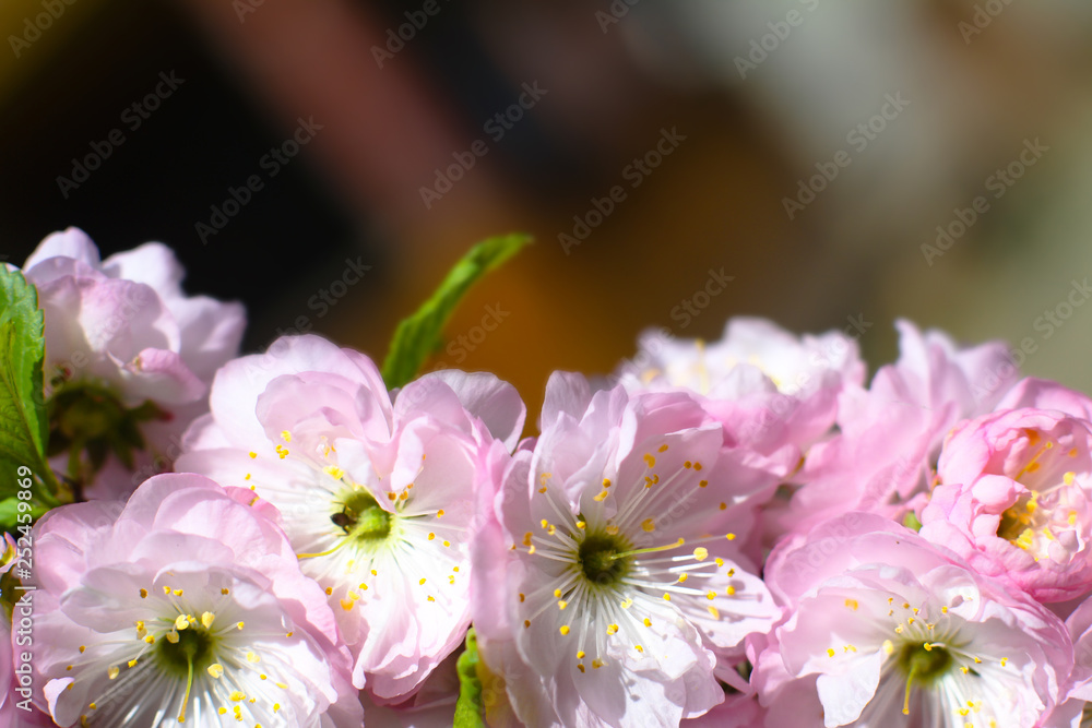 Spring flowering of apple and pear trees in the garden. Gardening and farm trees. white and pink flowers Stock background, photo Spring flowering of apple and pear trees in the garden. Gardening and farm trees. white and pink flowers Stock background, photo