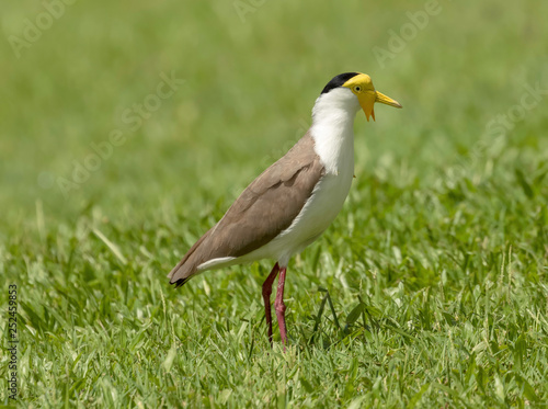 lapwing