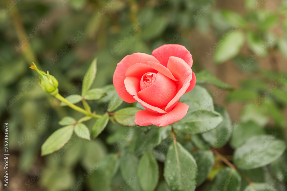 Red and orange single rose. Outdoors, soft tones Red and orange single rose. Outdoors, soft tones