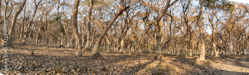 Jungle of assam