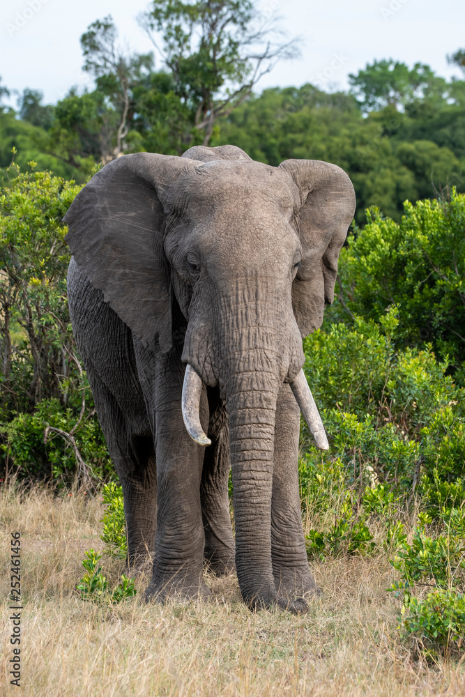 Fototapeta premium An elephant herd grazing in the bushes inside Masai Mara National Reserve during a wildlife safari