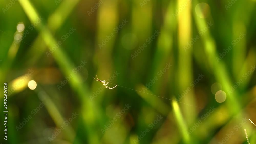 The white sapider is walking on the fibers. Central green nature, light like morning The white sapider is walking on the fibers. Central green nature, light like morning