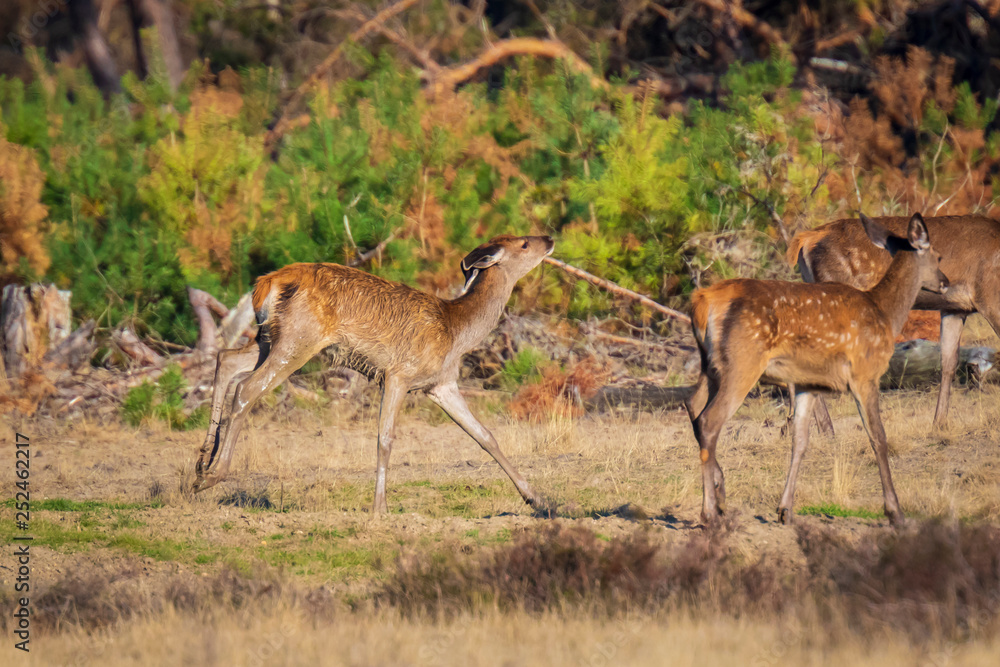 Red deer young fawn, cervus elaphus, playing Red deer young fawn, cervus elaphus, playing