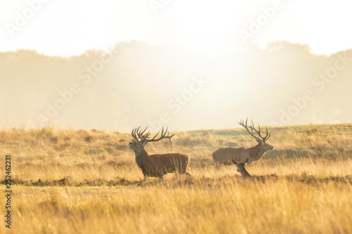 Fototapeta Naklejka Na Ścianę i Meble -  Herd of red deer cervus elaphus rutting and roaring during sunset