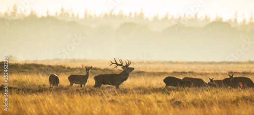 Fototapeta Naklejka Na Ścianę i Meble -  Herd of red deer cervus elaphus rutting and roaring during sunset