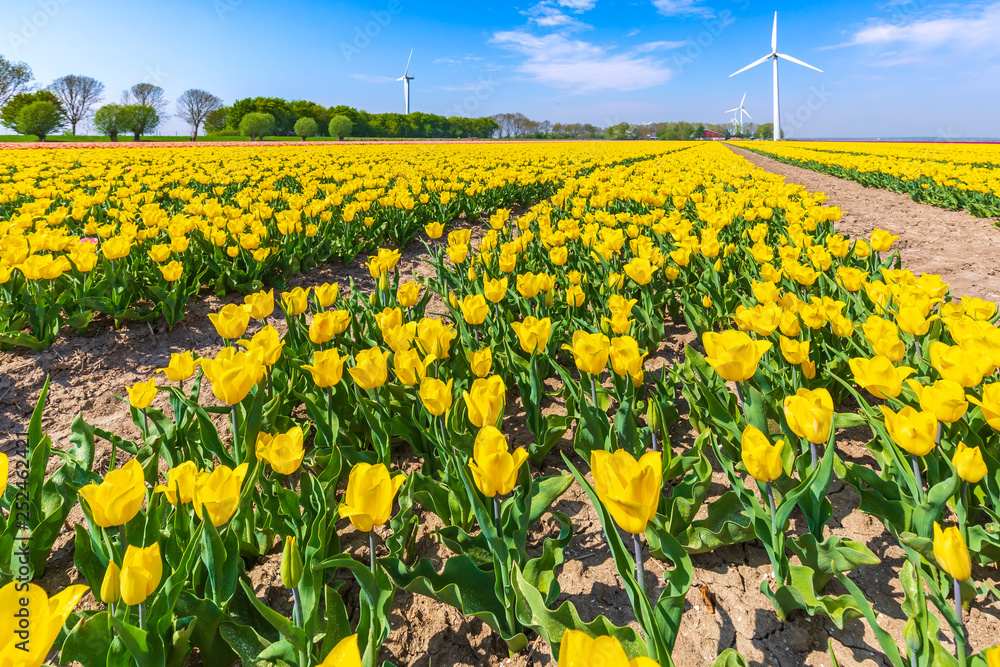 Fototapeta premium Colorful yellow Dutch tulips in a flower field and a windmill in Holland