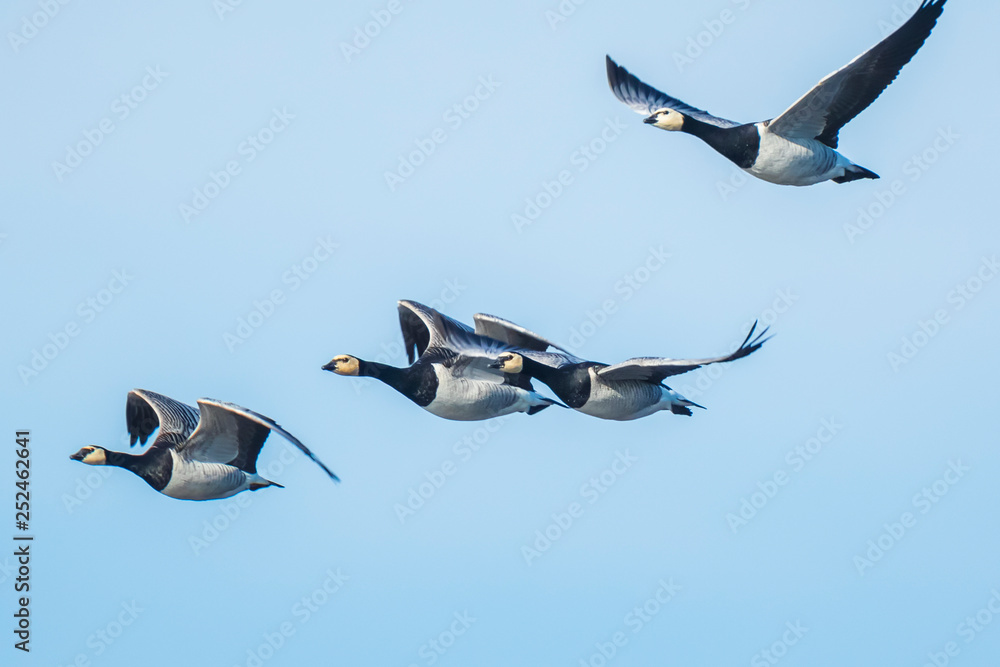 Obraz premium Canadian goose Branta canadensis in flight migrating