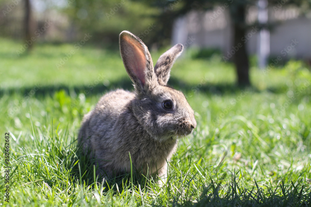 Beautiful cute rabbit on a green summer meadow. Hare walking on nature in the grass. Stock photo with domestic fish Beautiful cute rabbit on a green summer meadow. Hare walking on nature in the grass. Stock photo with domestic fish