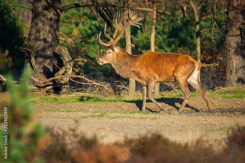 Fototapeta Naklejka Na Ścianę i Meble -  Male red deer, cervus elaphus, during rutting season
