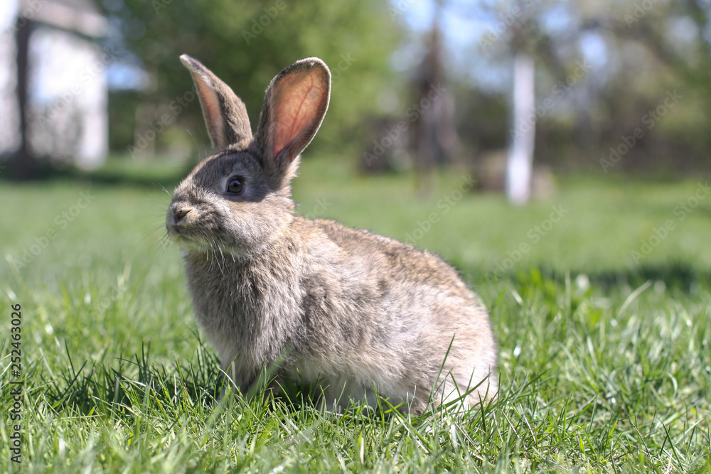 Beautiful cute rabbit on a green summer meadow. Hare walking on nature in the grass. Stock photo with domestic fish Beautiful cute rabbit on a green summer meadow. Hare walking on nature in the grass. Stock photo with domestic fish