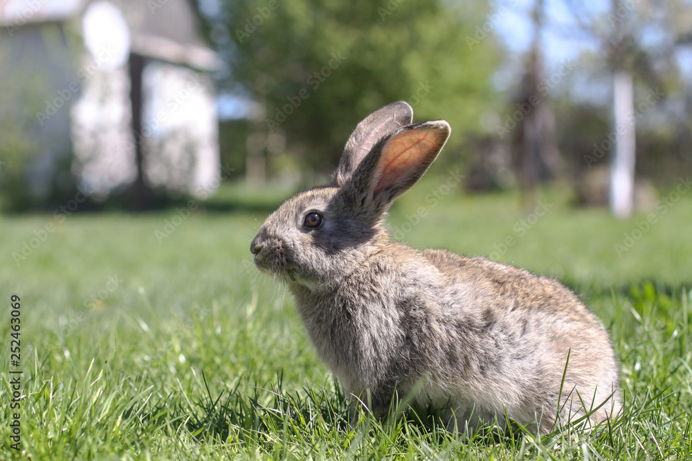 Beautiful cute rabbit on a green summer meadow. Hare walking on nature in the grass. Stock photo with domestic fish Beautiful cute rabbit on a green summer meadow. Hare walking on nature in the grass. Stock photo with domestic fish