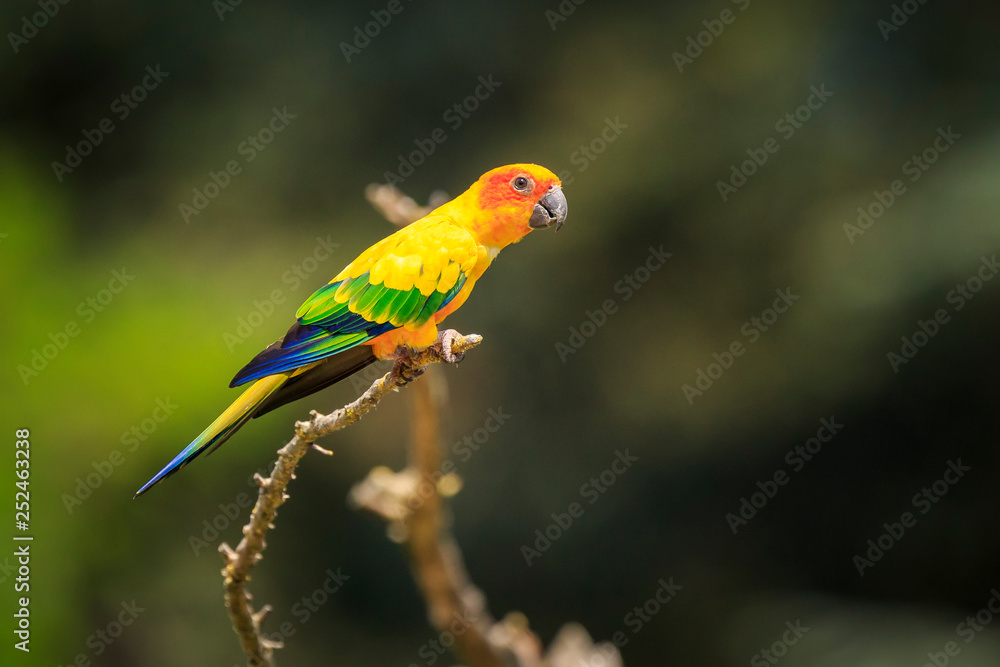 Closeup of sun parakeet or sun conure Aratinga solstitialis, bird.